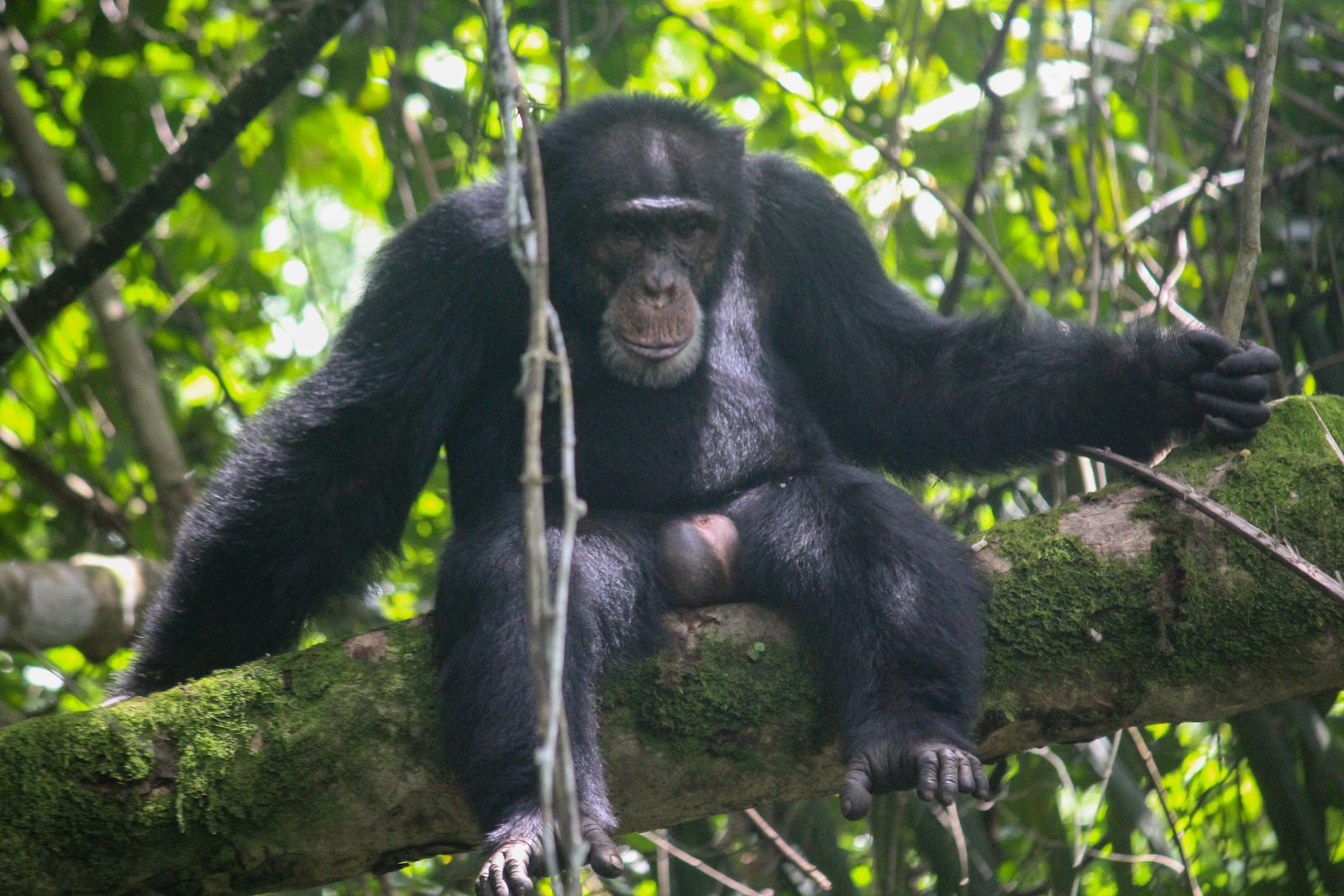 Chimpanzés de Bossou