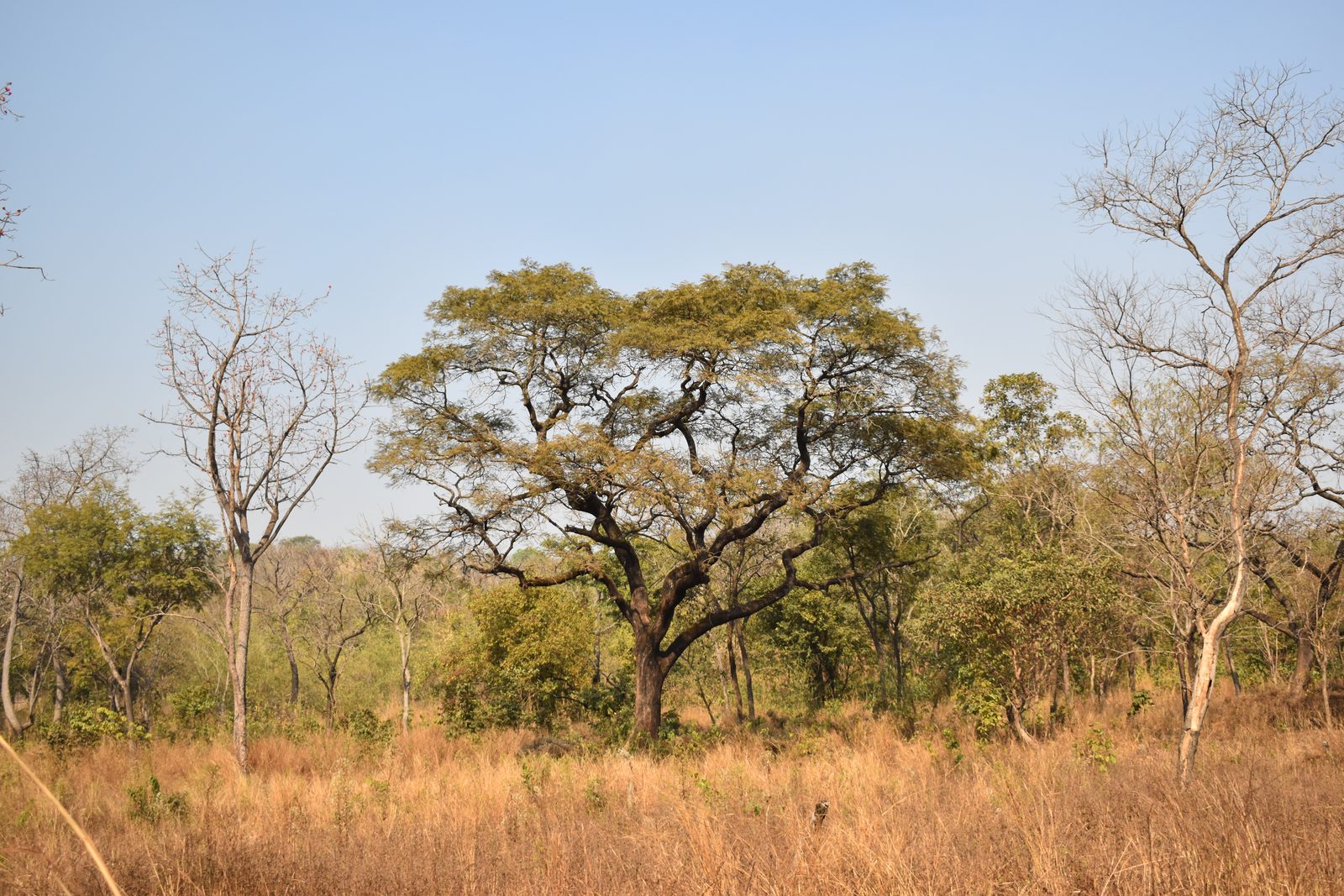 Parc national du Haut Niger
