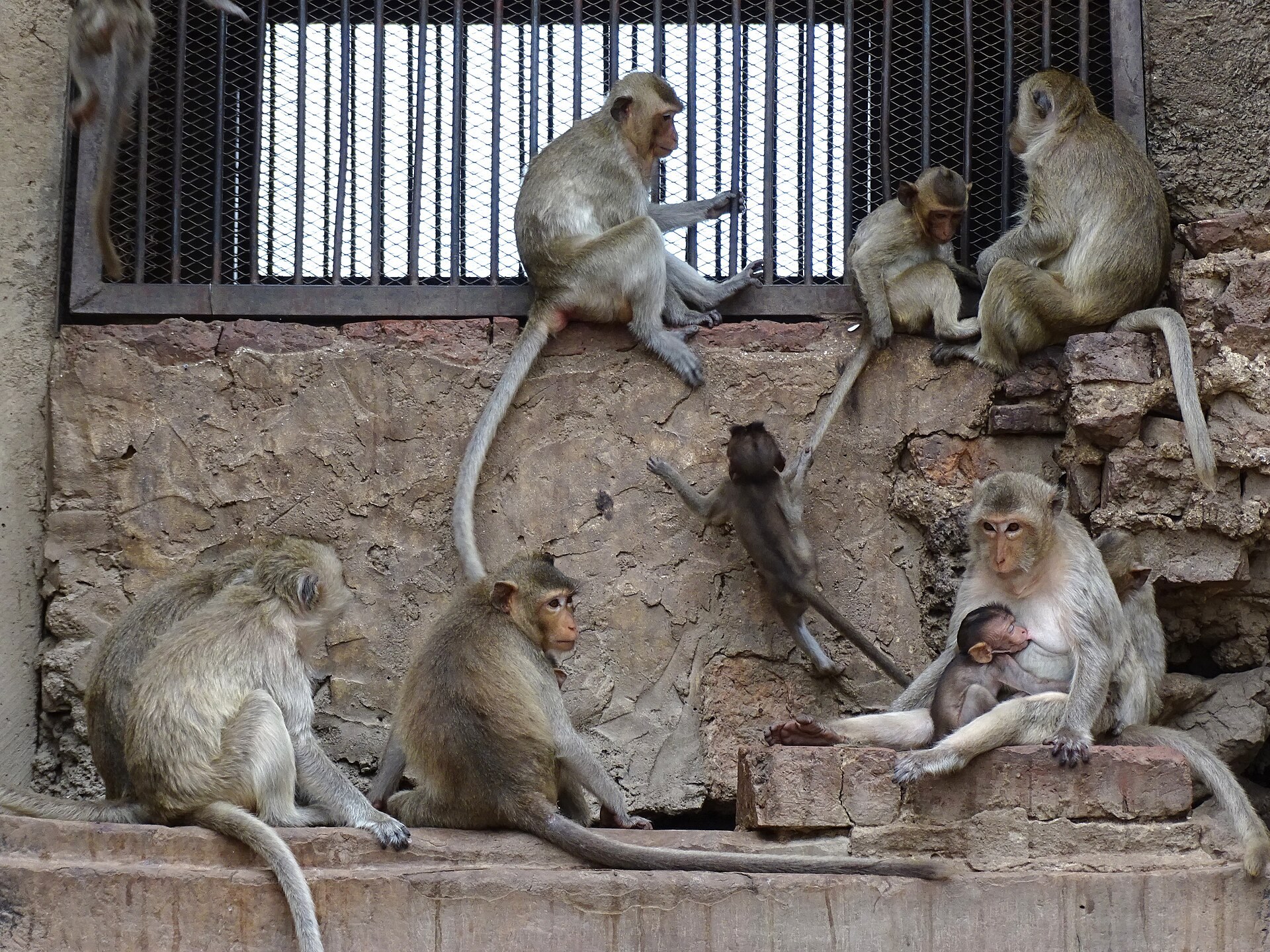 Dossier : le banquet des singes de Lopburi