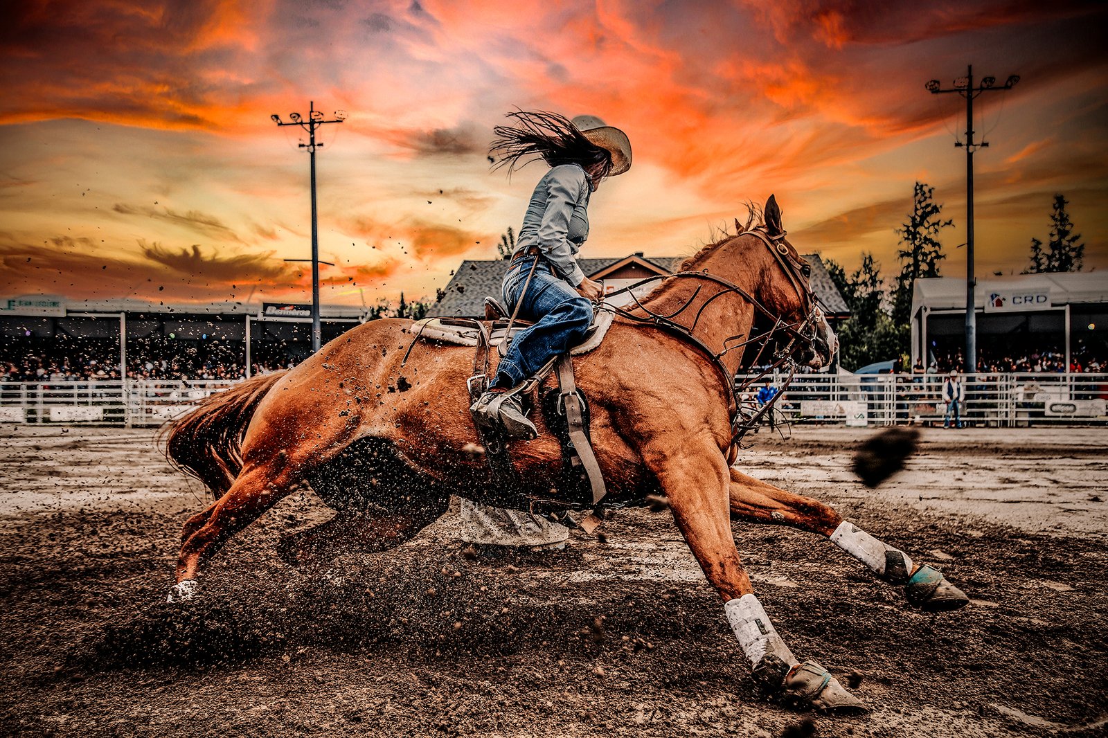 The Rodeo de Sainte-Catherine-de-la-Jacques-Cartier in full action