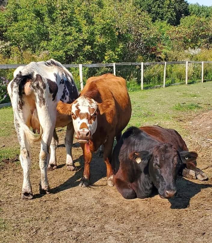 Les vaches de la Ferme de Godmanchester — 4e édition (2024)